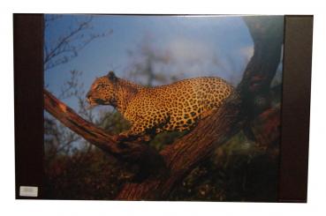 Schreibtischunterlage / Größe: 68x44cm / mit Leopard