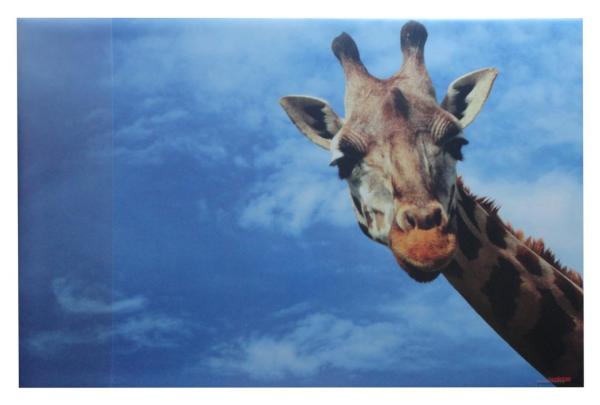 Schreibtischunterlage 38,5x58,5cm / mit Giraffe