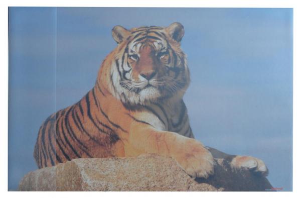 Schreibtischunterlage 58,5x38,5cm / "Tiger"